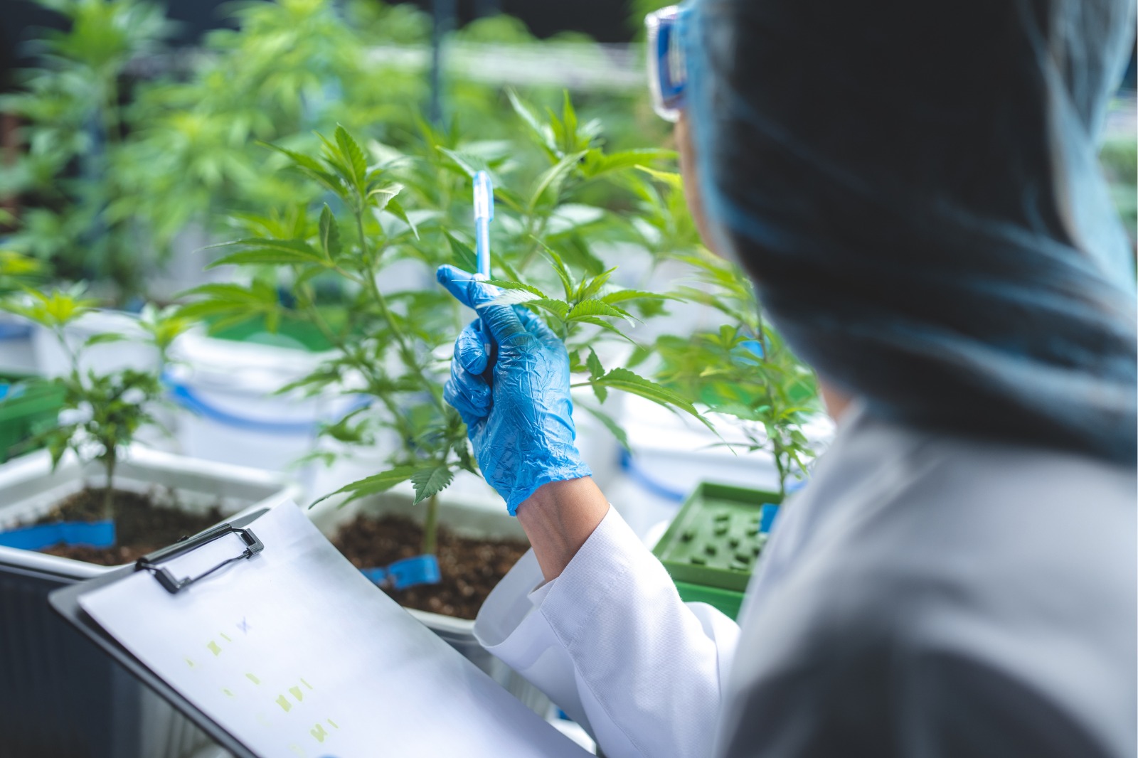 Gobierno pone en marcha primera estrategia especializada para el desarrollo industrial del cannabis y el cáñamo en Colombia